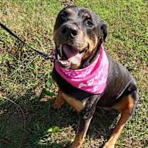 Thumbnail photo of Rosa #2