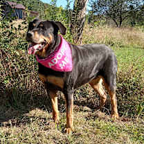 Thumbnail photo of Rosa #3