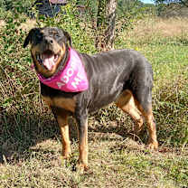 Thumbnail photo of Rosa #4