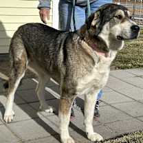 Thumbnail photo of Sami #2