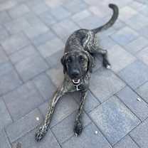 Thumbnail photo of Ruby #2