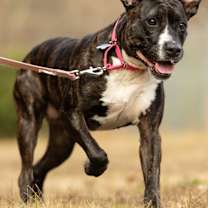 Thumbnail photo of Jada #1