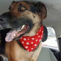 Thumbnail photo of Dex #1
