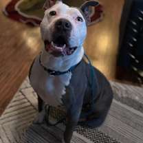 Thumbnail photo of Indy #2