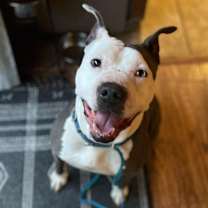 Thumbnail photo of Indy #1