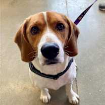 Thumbnail photo of Boomer *Adopt or Foster* #1