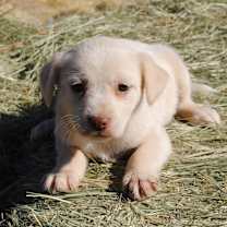 Thumbnail photo of Zena #2