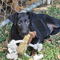 Thumbnail photo of Shea #2