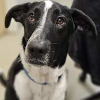 Thumbnail photo of Pepper (Courtesy Post) #1