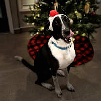 Thumbnail photo of Pepper (Courtesy Post) #3