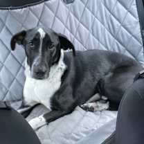 Thumbnail photo of Pepper (Courtesy Post) #4