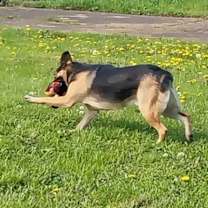 Thumbnail photo of Dex #4