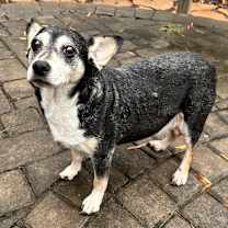Thumbnail photo of Pickles #1
