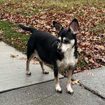 Thumbnail photo of Pickles #2
