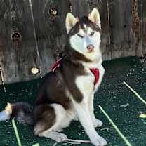 Thumbnail photo of Whiskey #4