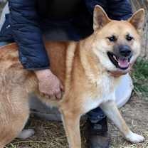 Thumbnail photo of Nicky #2