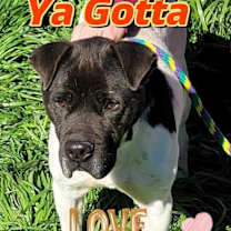 Thumbnail photo of Harvey #1