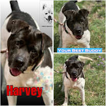 Thumbnail photo of Harvey #2