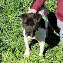 Thumbnail photo of Harvey #3