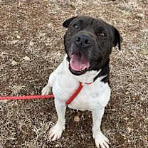 Thumbnail photo of Harvey #4