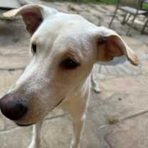 Thumbnail photo of Milkshake #3