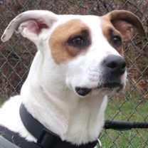 Thumbnail photo of Chip #4