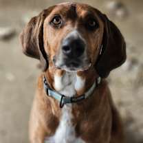 Thumbnail photo of Koa #1