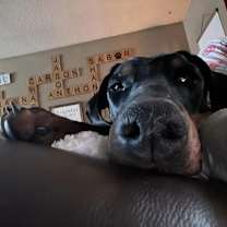 Thumbnail photo of Snoop #1
