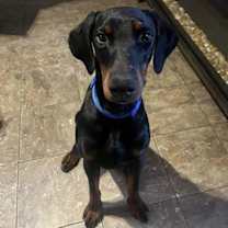 Thumbnail photo of Snoop #2