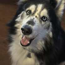 Thumbnail photo of Kenai #1