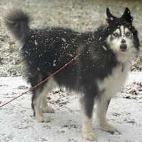 Thumbnail photo of Kenai #2