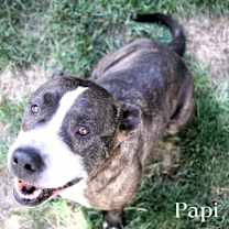 Thumbnail photo of Papi (Cross Post) #1