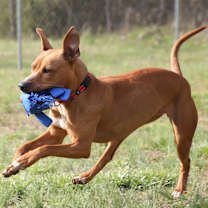 Thumbnail photo of Ellie #4