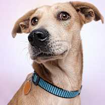 Thumbnail photo of Sandy #1