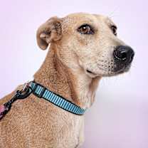 Thumbnail photo of Sandy #3