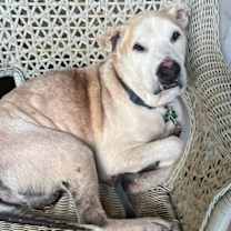 Thumbnail photo of Bo #2