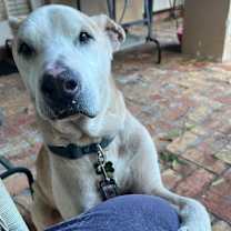 Thumbnail photo of Bo #3
