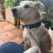 Thumbnail photo of Bo #4