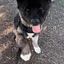 Thumbnail photo of **Toshi** #1