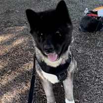 Thumbnail photo of **Toshi** #2