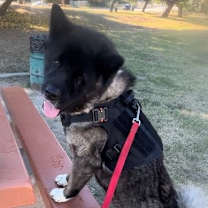 Thumbnail photo of **Toshi** #3