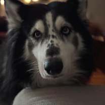 Thumbnail photo of Kenai #4