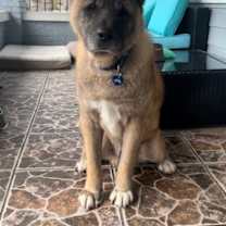 Thumbnail photo of **Benji** #2