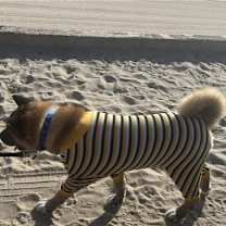 Thumbnail photo of **Benji** #3