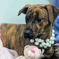 Thumbnail photo of Tilly #3