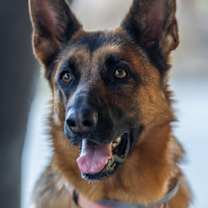 Thumbnail photo of Willow #1