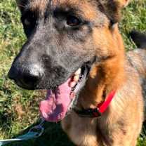 Thumbnail photo of Willow #2