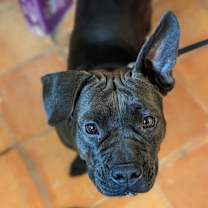 Thumbnail photo of Huggie #1