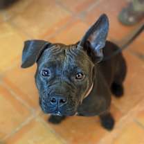 Thumbnail photo of Huggie #2