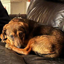 Thumbnail photo of Gigi #1